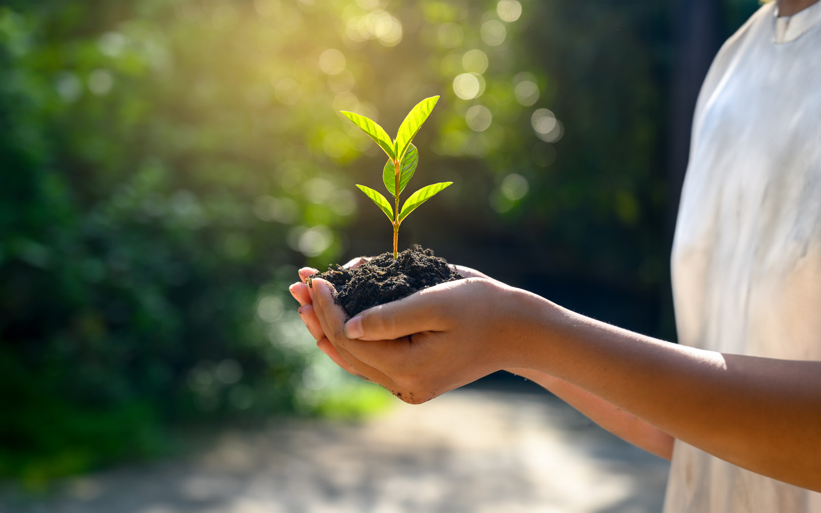 Hände halten wachsende Pflanze.