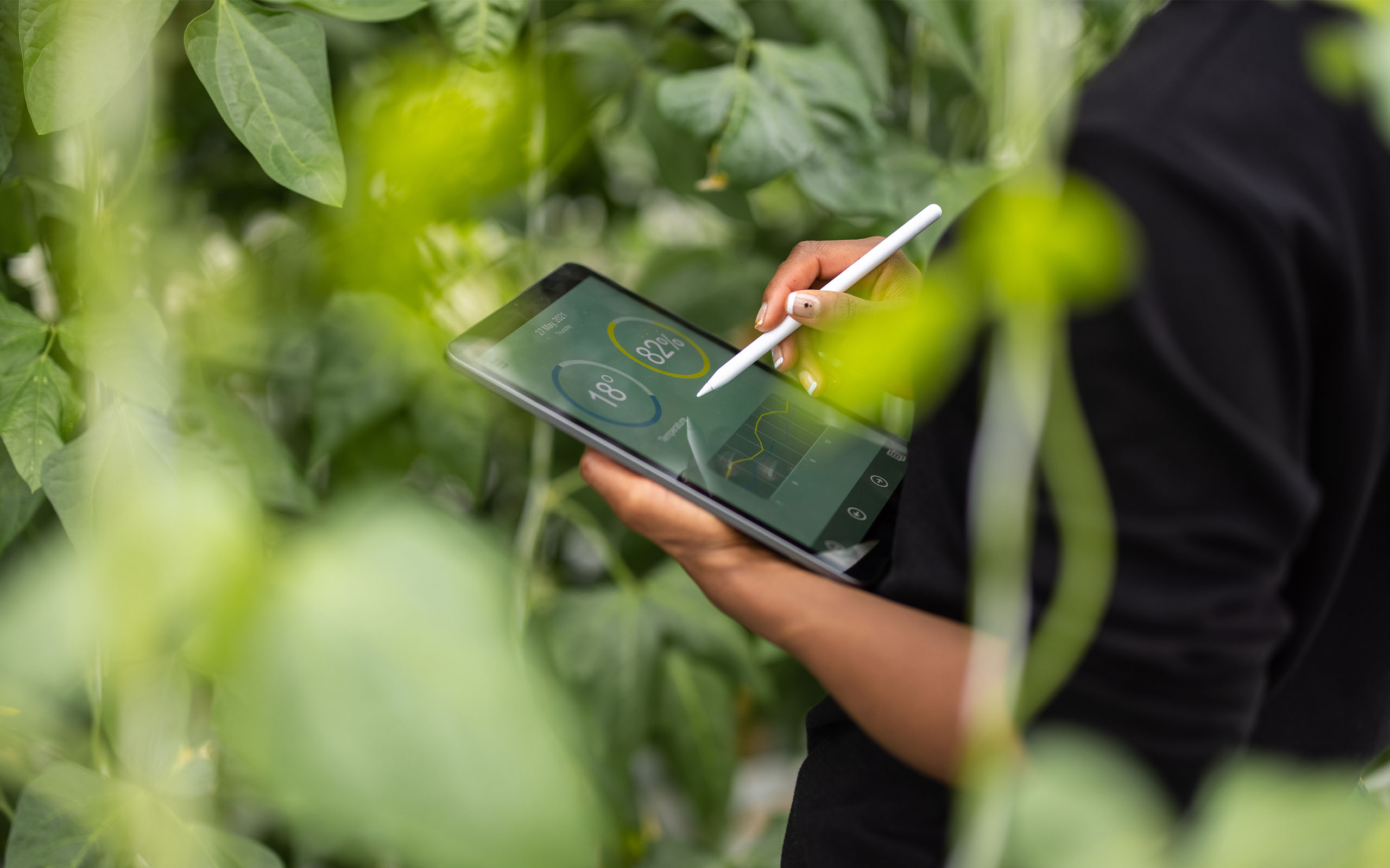 Agronom nutzt digitales Tablet zur Analyse einer Plantage